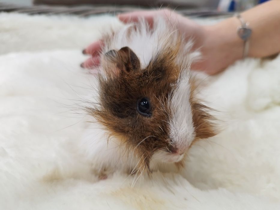 Świnka Morska Rozetka (samica) MASSON