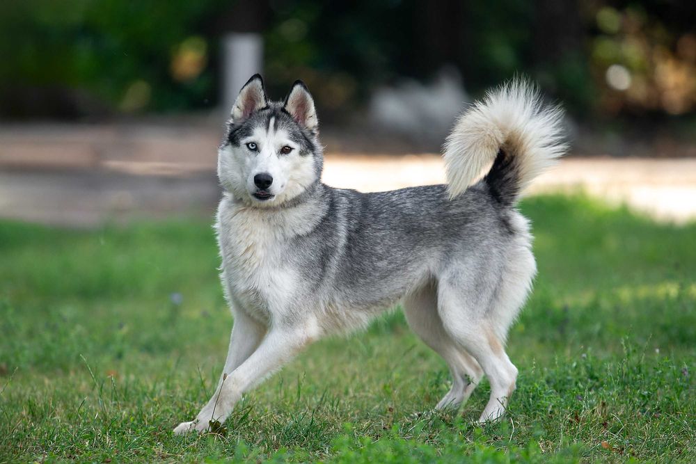 Віддам в добрі руки розумну молоду собаку Бекслі.