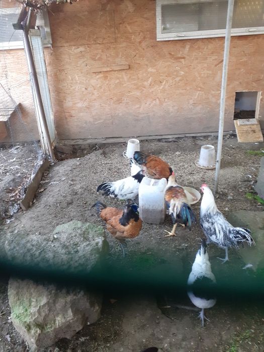 Sprzedam koguty rasowe