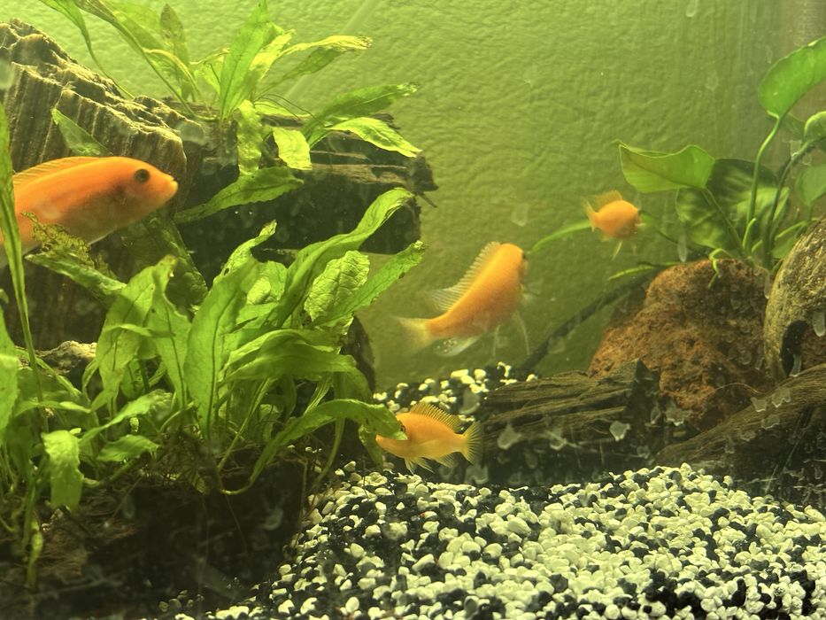 Sprzedam pyszczaki malawi spore stado