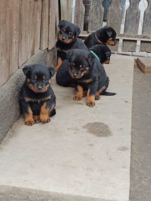 ROTTWEILER z Rodowodem- szczenię