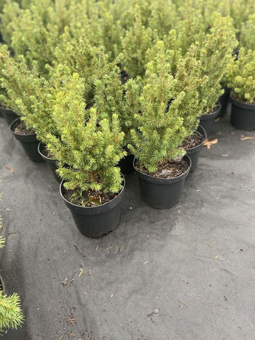 Справжня новорічна ялинка для Вашого свята! Жива ялинка у горщику! h40