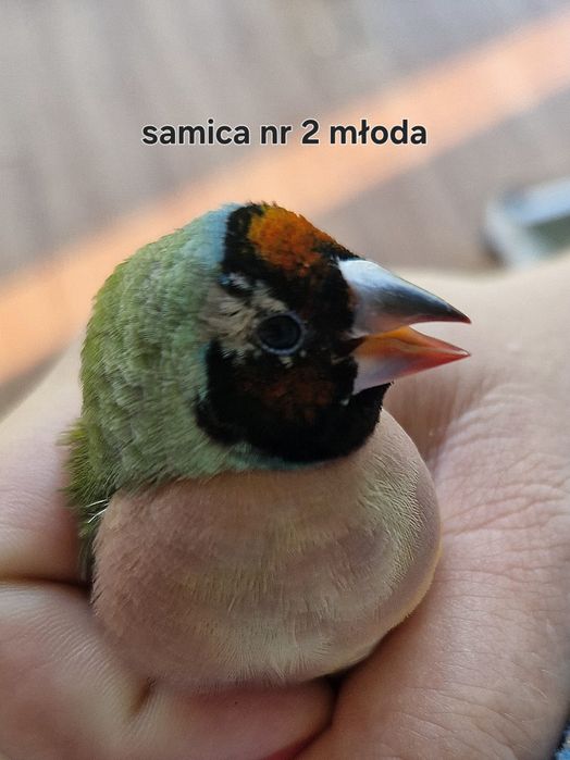 Amadyna wspaniala  dwie samice wolne  , bez samców.