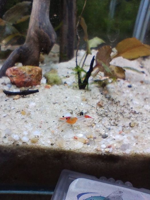 Aktualizacja. Akwarium krewtkarium, pakiet 3szt.