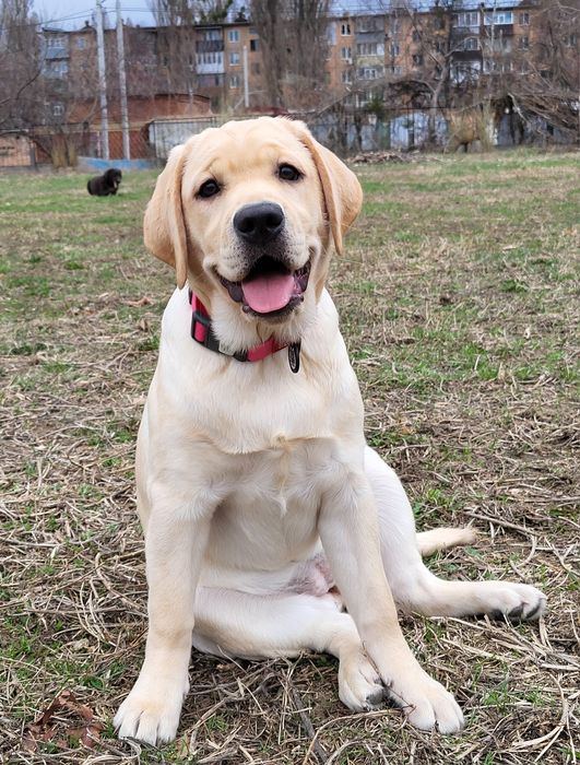 Дівчинка з фото! Лагідна, ніжна!