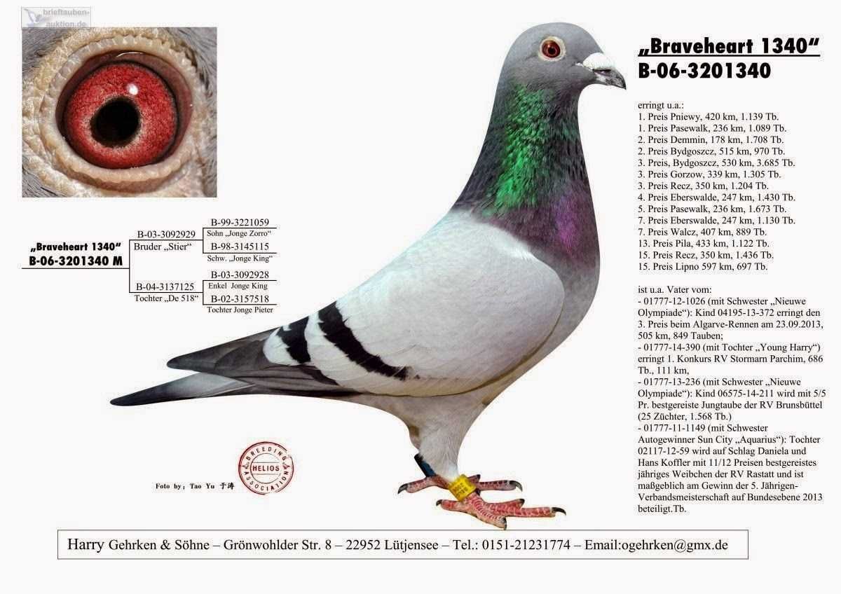 Młode 2024 para 39 Inbred Ringlose Braverheart gołąb gołębie pocztowe