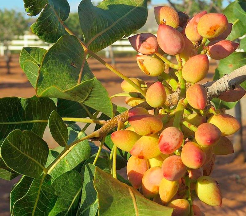 Фисташковое дерево (Киргизское)