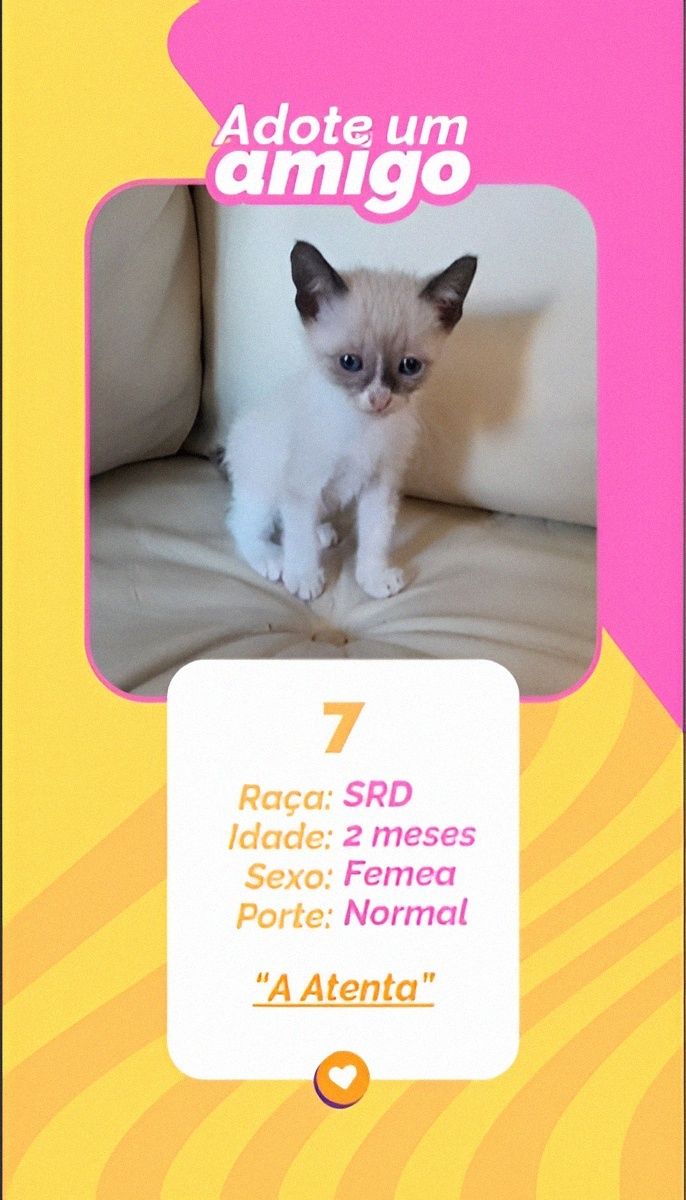 Gatinhos bebés para adoção responsável – 8 disponíveis