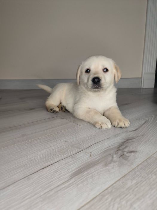 Лабрадор щеня чистокровне