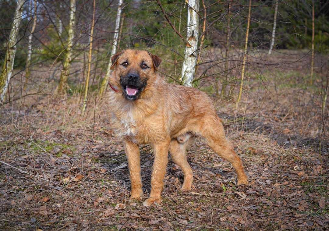 super psiak kaspian szuka człowieka na całe życie