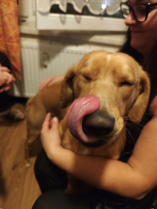 Oddam pieska w dobre ręce