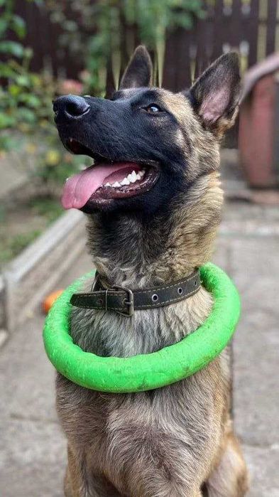 Бельгійська вівчарка малінуа.