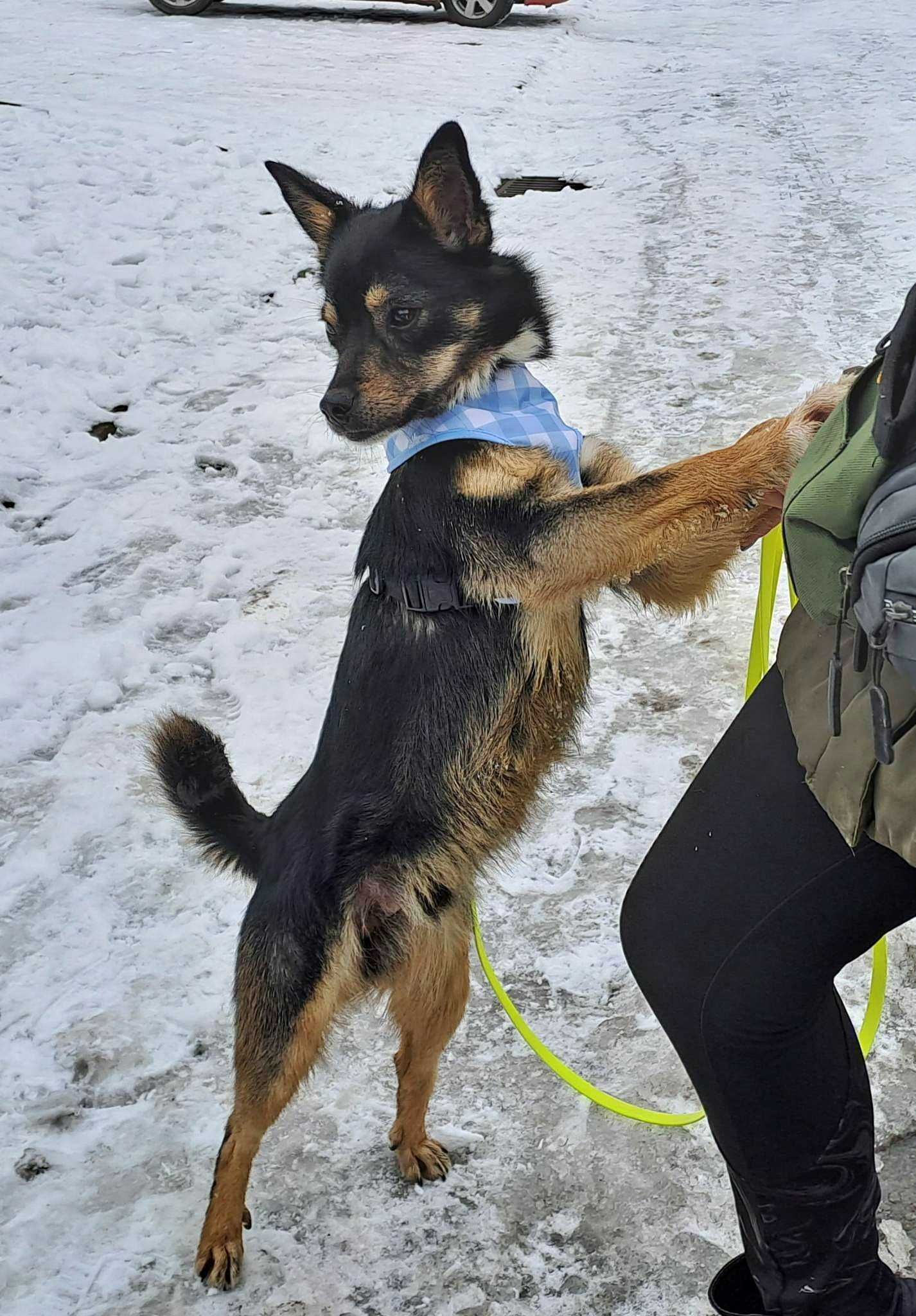 Malutki Tajson szuka dobrego domu