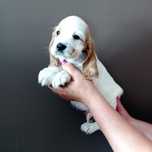 Cocker spaniel angielski