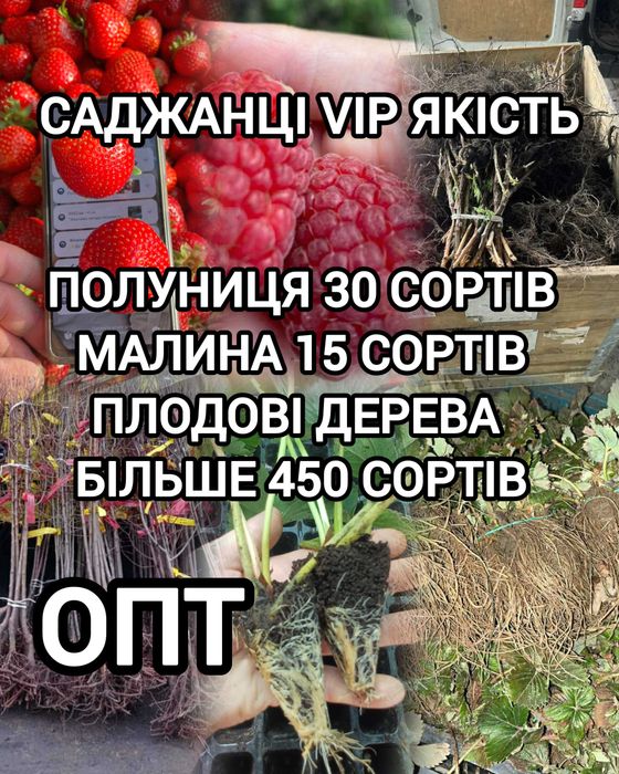 Розсада Полуниці Копана Касетна Малина Плодові дерева Саженцы клубники