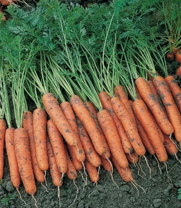 Marchew buraczki od rolnika z dowozem