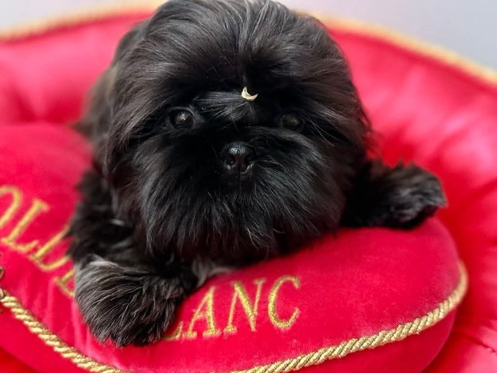 Shih Tzu ZKwP FCI z kompletem badań dodatkowych! Suczka