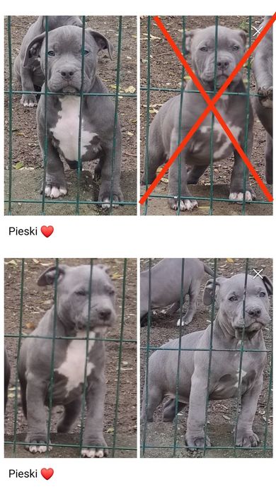 Suczka, Amstaff ,Blue