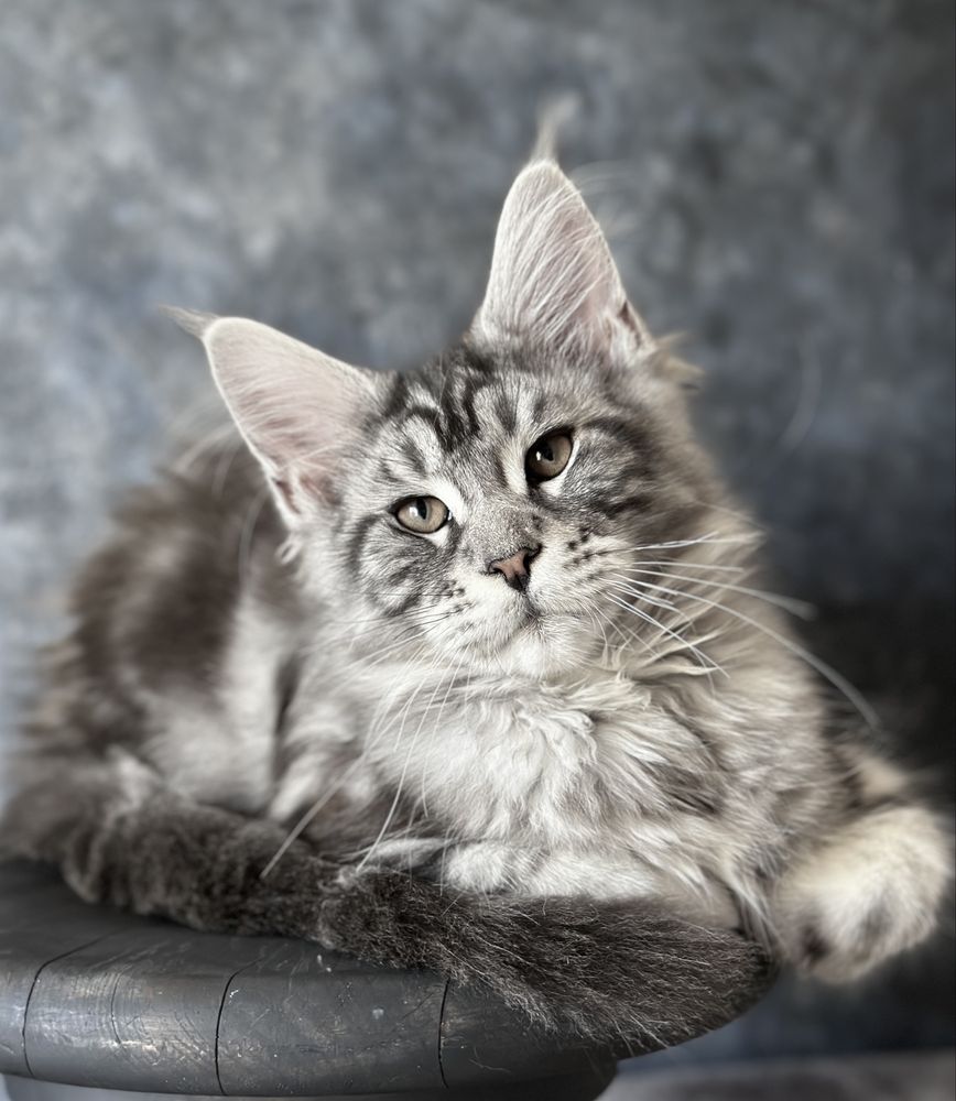 Maine Coon com pedigree, macho carinhoso