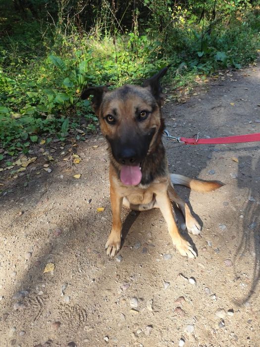 Haker – owczarkowy dżentelmen, który włamuje się prosto do serca