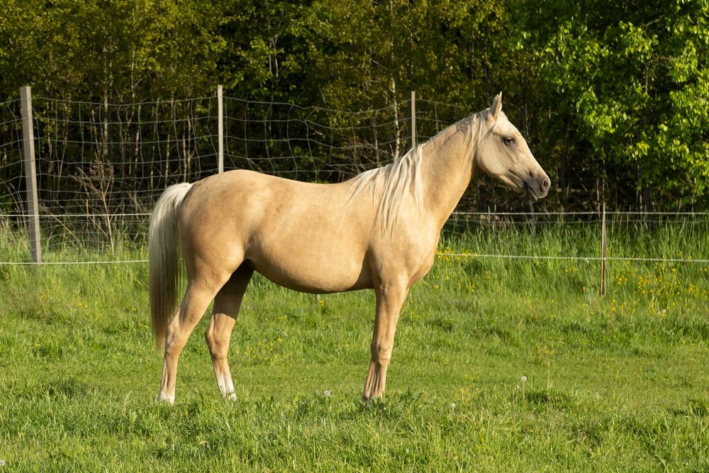 Klacz dwuletnia izabelowata