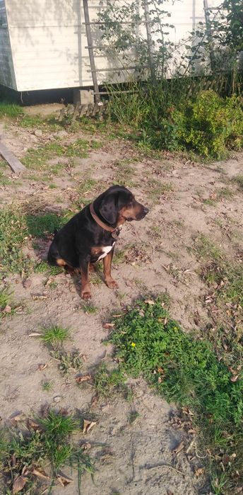 Kaczki, gęsi, indyki