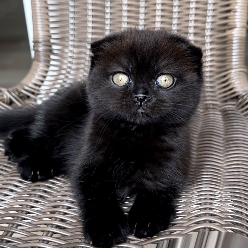 Чорне висловухе кошеня