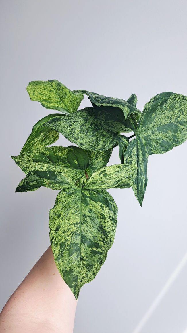 Syngonium Mottled Mojito duże liscie