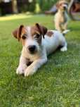 Jack Russell Terrier PIESEK od # SMARTIE  JACKS # rodzice FCI/ ZKwP