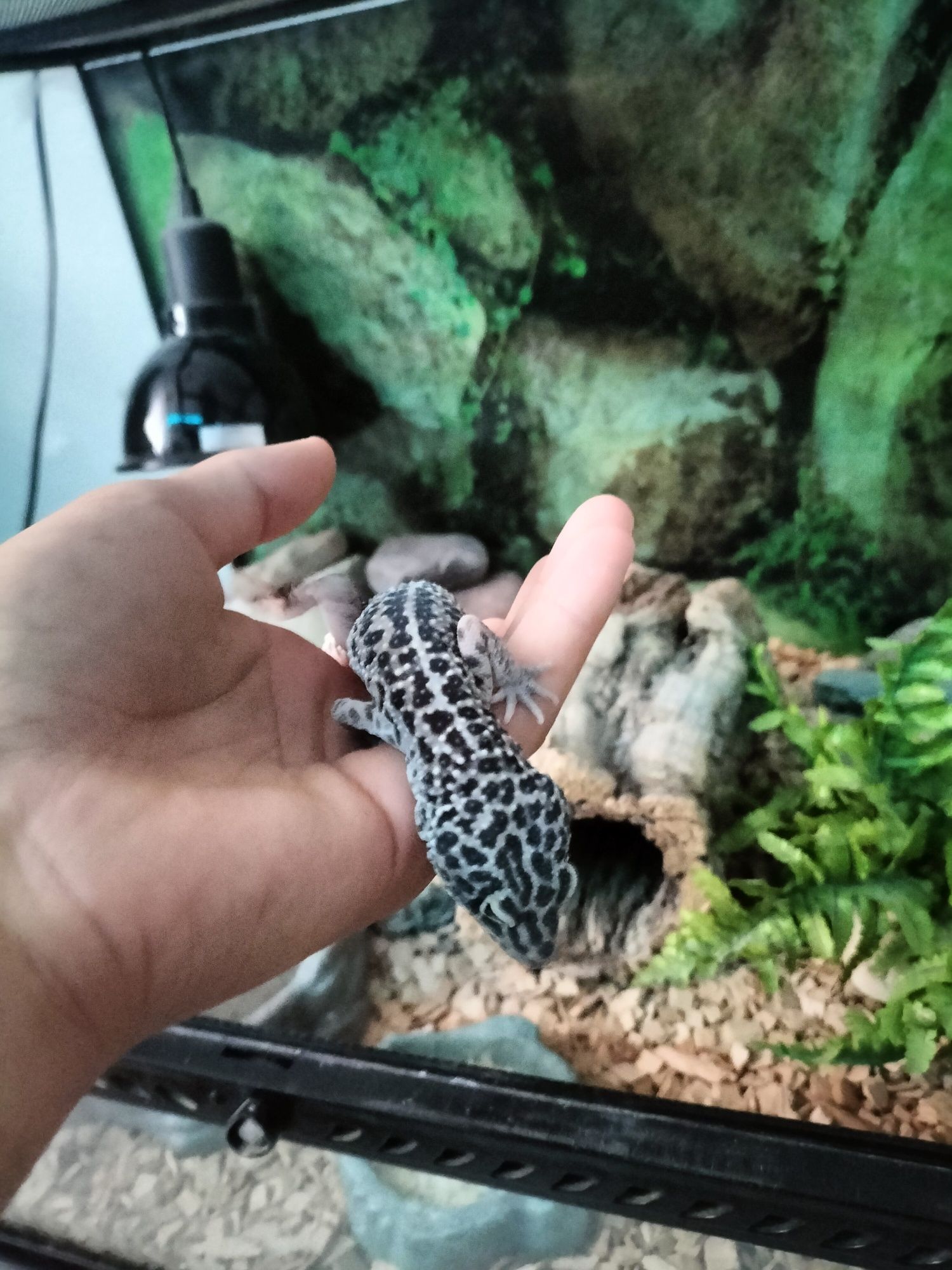 Terrarium  z gekonem