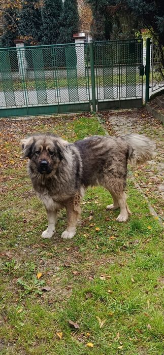 Ogłoszenie adopcyjne przepiękna suczka owczarka kaukaskiego szuka domu