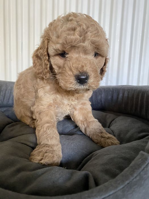 Cavapoo F1B Arya Cavapoo&Pudel Miniaturowy