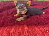 Yorkshire terrier
