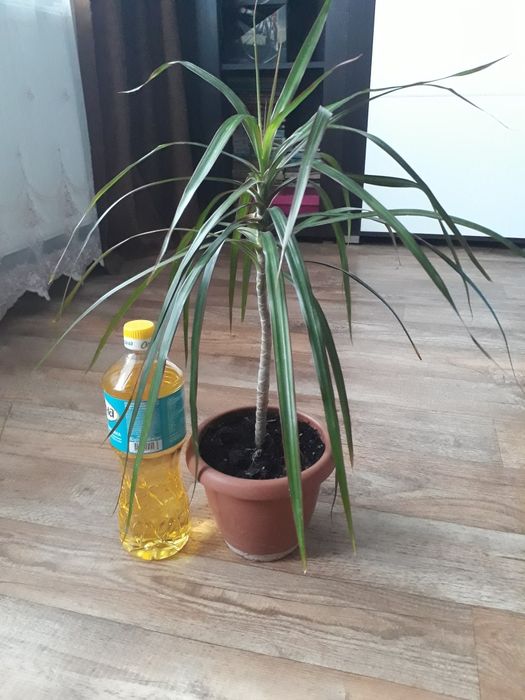 Драцена, ціна за рослину на фото