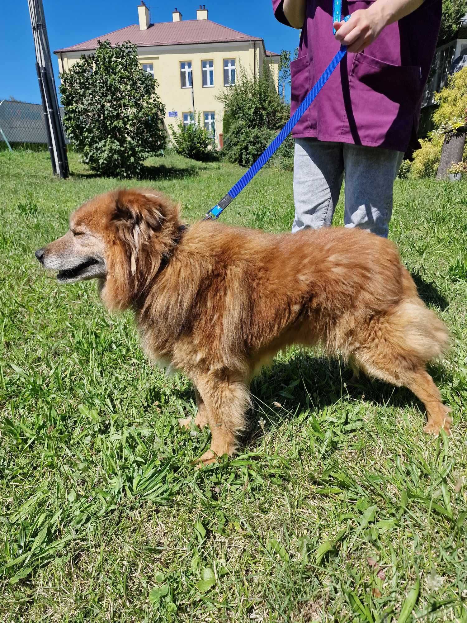 Lord - starszy piesek do adopcji