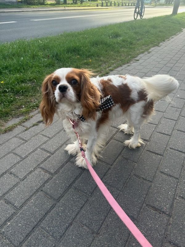 Cavalier king charles spaniel