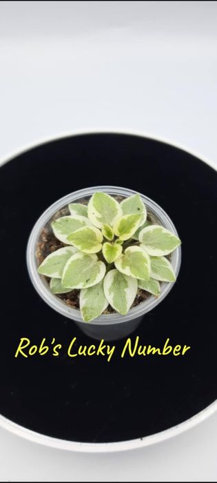 Фіалки химери листові