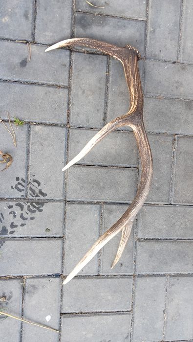 Poroże Jelenia ze zrzutu