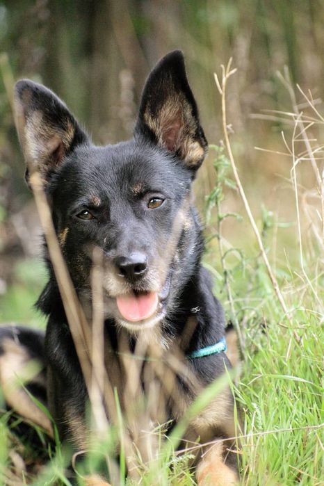 Luis poleca się do adopcji