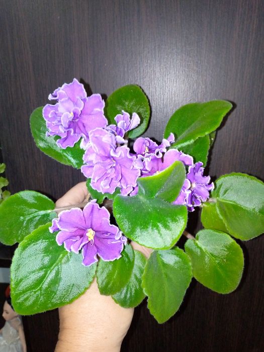 Трейлер. Фіалки. Сенполії