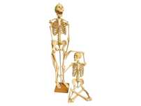 Скелет людини 65 см-анатомічна модель Rüdiger Anatomie/Denoyer, новий