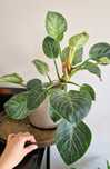 Filodendron Philodendron Birkin kolekcjonerski