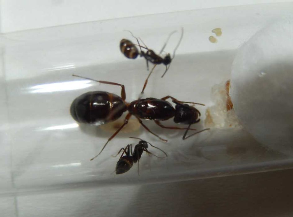 Муравьи Camponotus sylvaticus – купить с муравьиной фермой