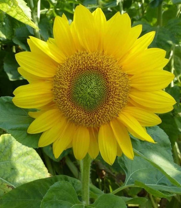 Słonecznik Green Hobbit Odm. Ozdobna Karłowa (Helianthus Annuus) 100 g