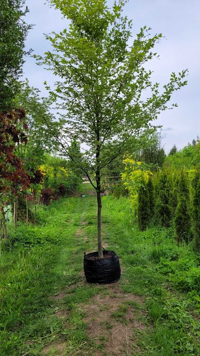 Buk pospolity Fagus Sylvatica , różne obwody , przekorzeniony w donicy