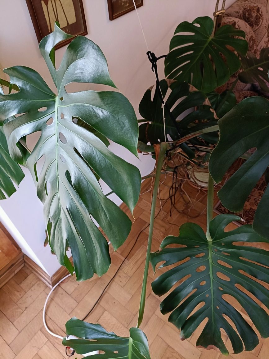 Monstera duża zdrowa