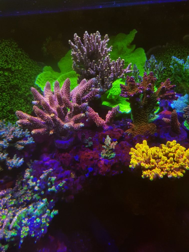 Bardzo różne koralowce