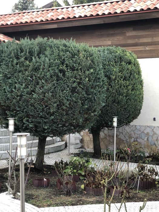 Садівник Петрович