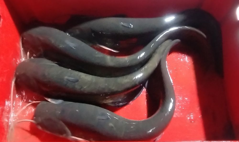 Sprzedam Sum handlowy