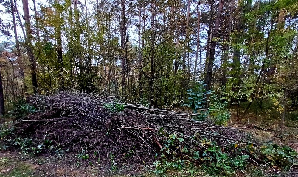 Chrust sosna i liściaste